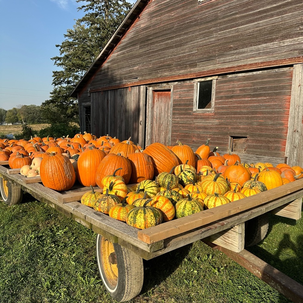 Rustic Farmhouse Pumpkins